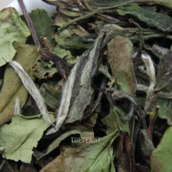 Hot BAI MUDAN 🌱 Foglie & Natura|Foglie Di Tè